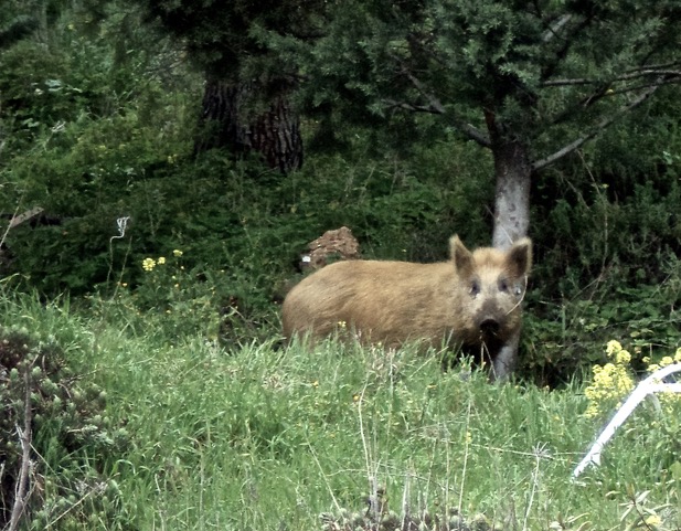 A wild boar or javelí, a resident one rather not want to encounter on the camino. Photo © snobb.net